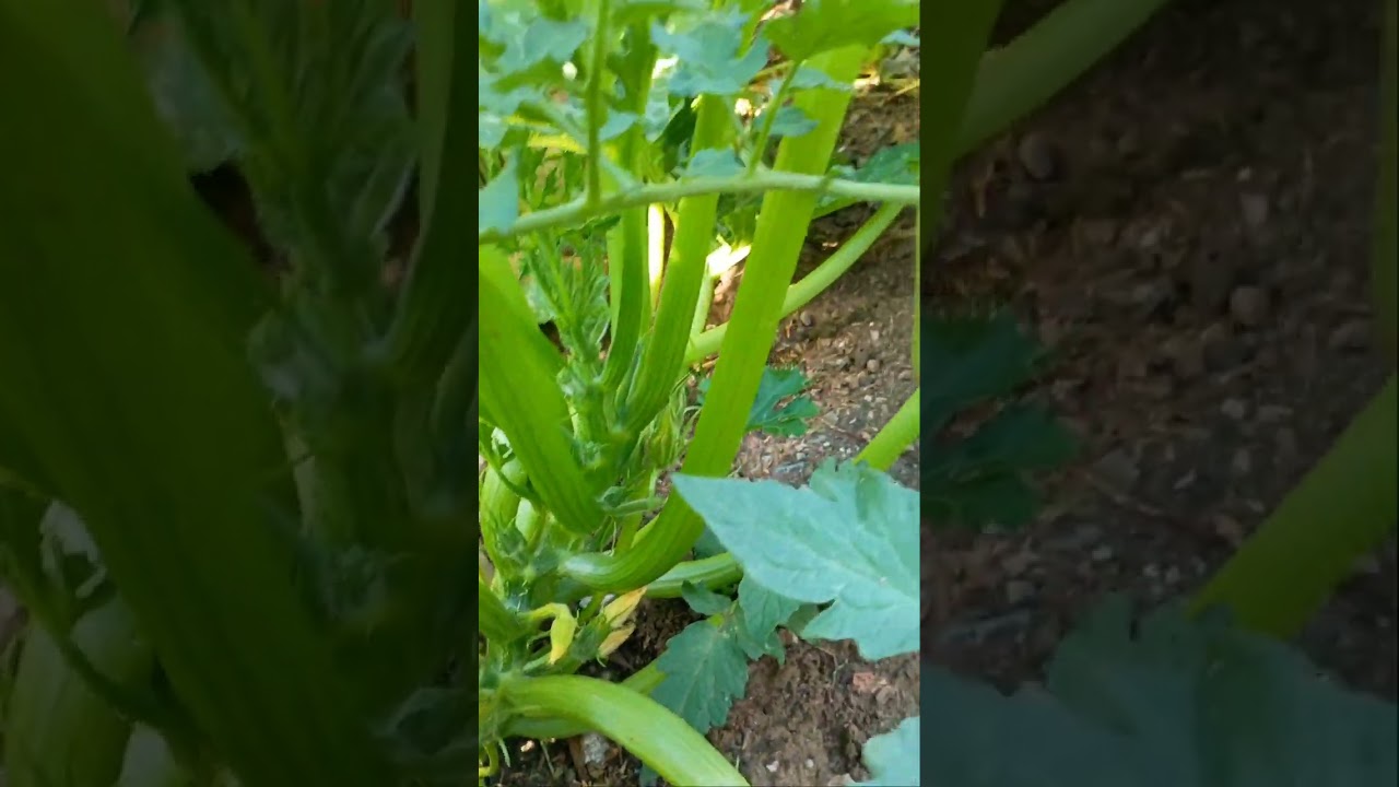 Dia de mostrar como as coisas crescem aqui ,sombra boa no  quintal.#quintaldecasa #plantas #sombra 