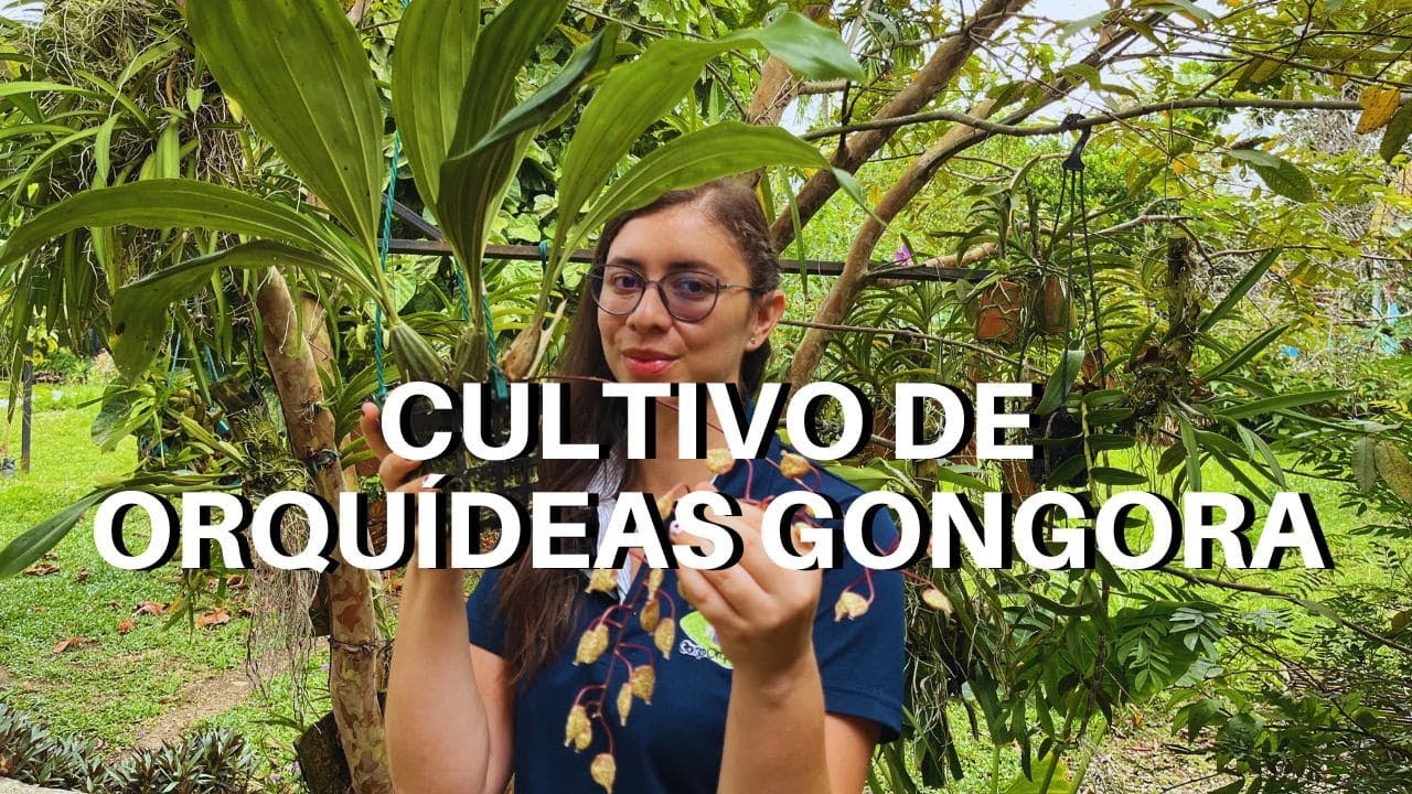 Cultivo de Orquídeas Gongoras