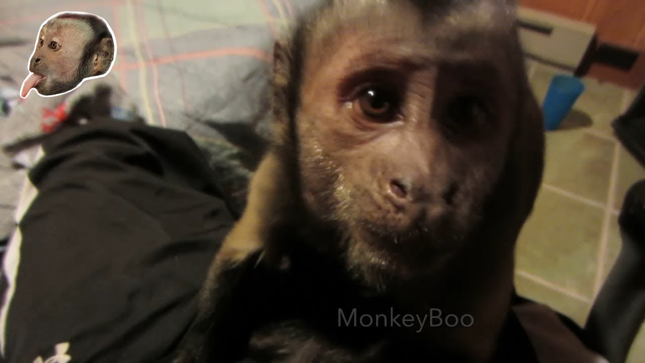 MonkeyBoo Talking and Snuggling At Bed Time