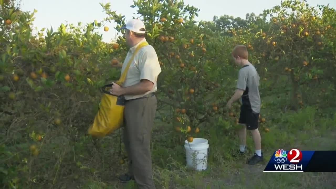 FL orange groves hammered by disease now cold, emergency harvest