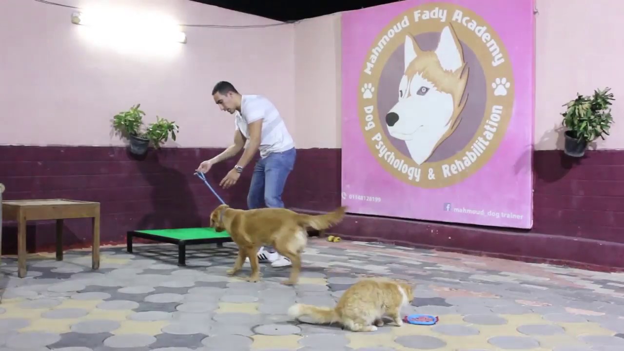 ازاى تعود كلب هايبر على قطط