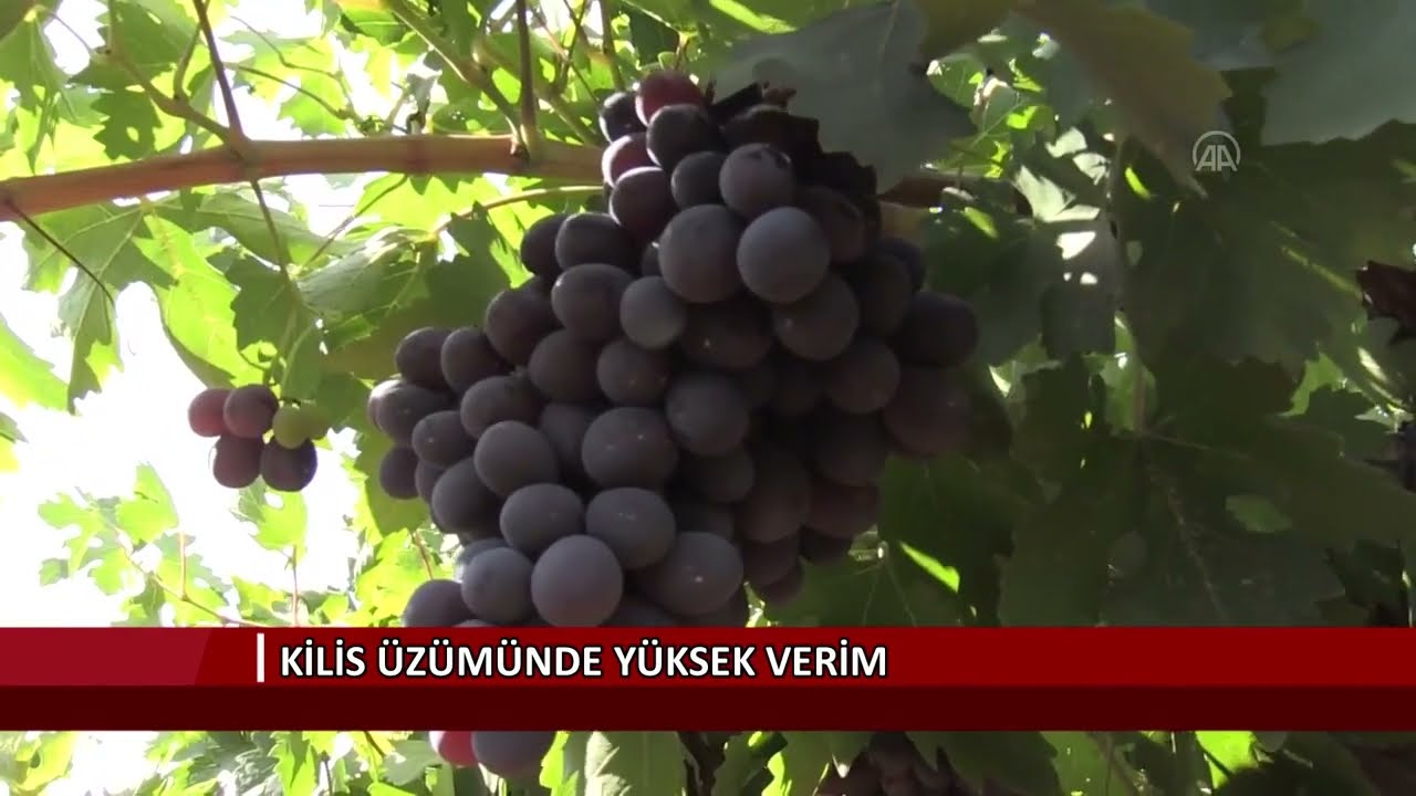 Kilis üzümünde yüksek verim