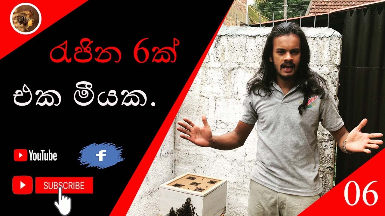 රැජින 6ක් එක මීයක.