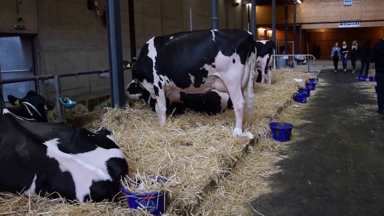 Colmar 2016 - Schweizer Holstein K&uuml;he beim Zusammenzug in Bulle