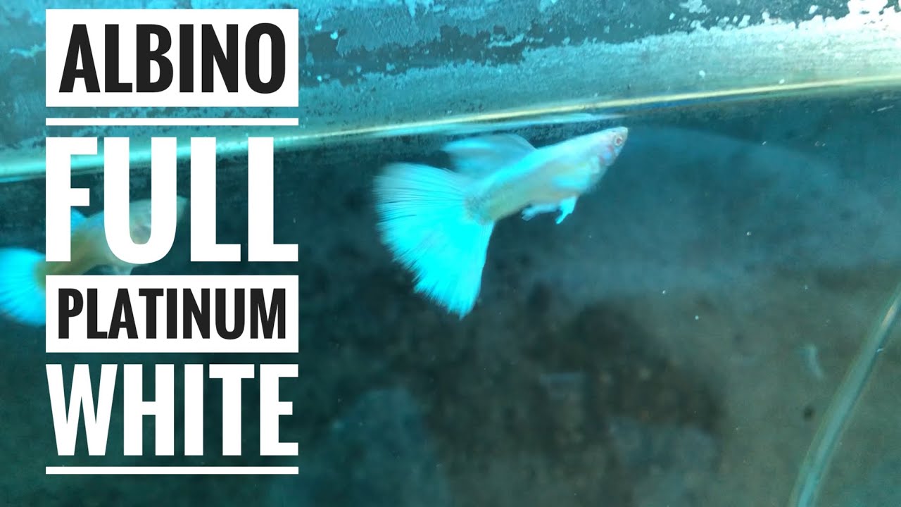 Albino Full Platinum White Guppy: New Fish Strain Highlights