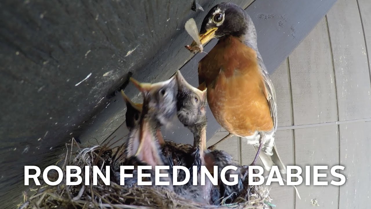 Robin Feeding Babies (GoPro Footage) — The Nature Tapes