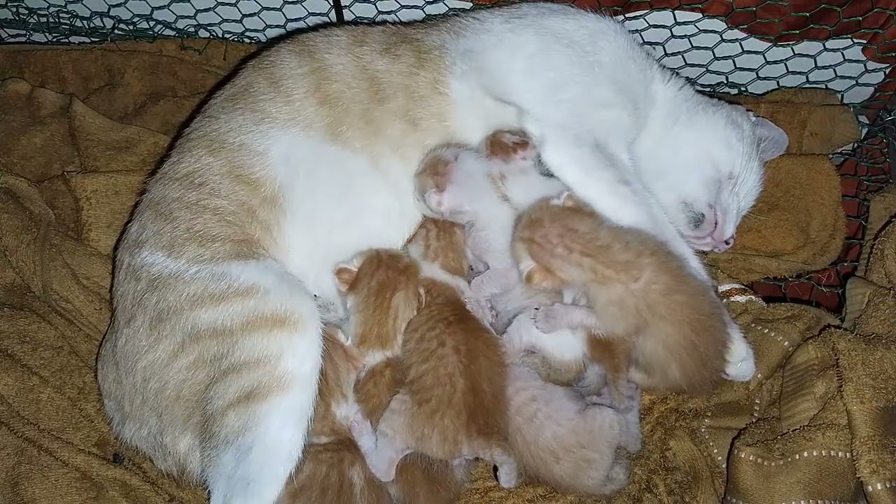 Cute kitten#Cute Cats #Cute Animals & Funny Cats Videos Around The World #Long#Videolong