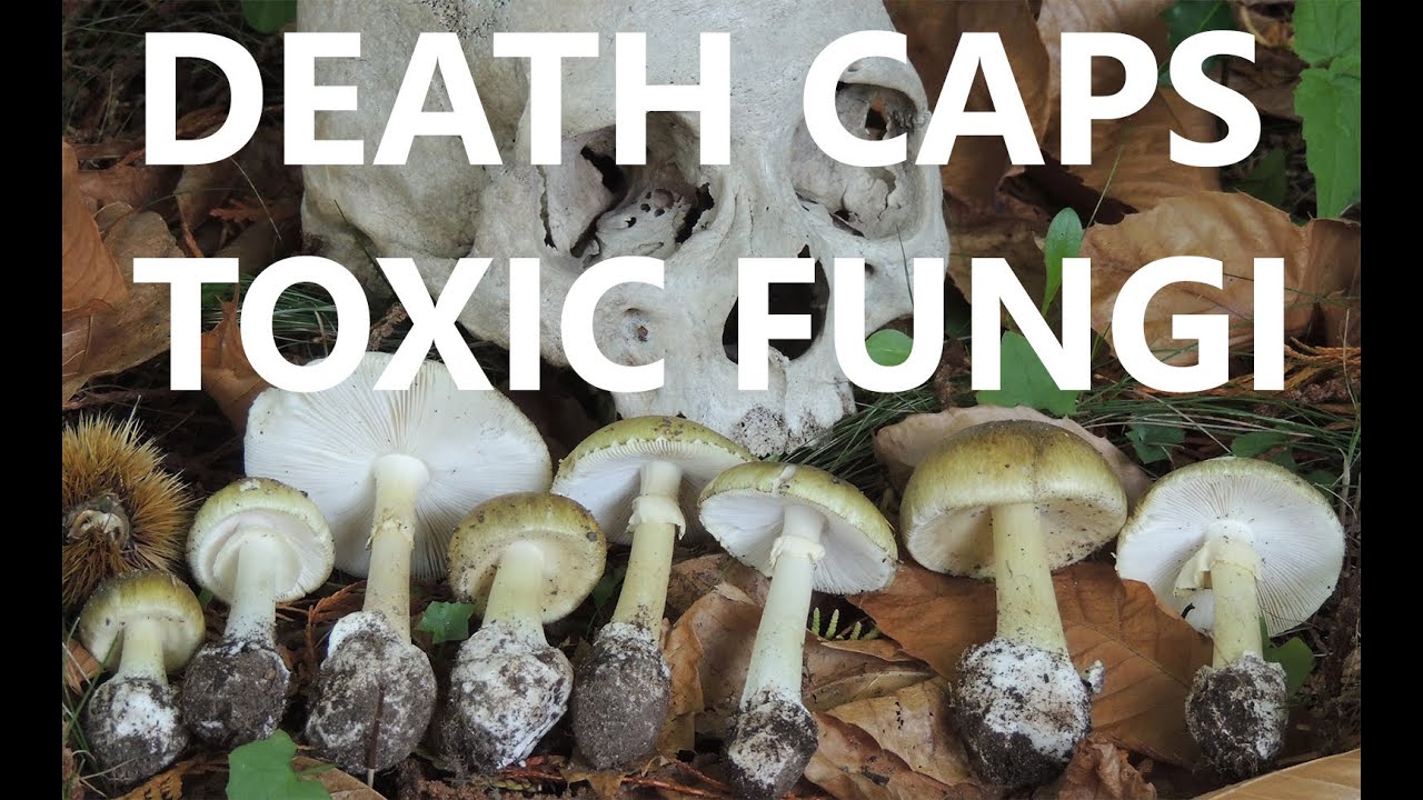 Death Cap mushrooms in BC - Identification of poisonous mushrooms: Amanita phalloides