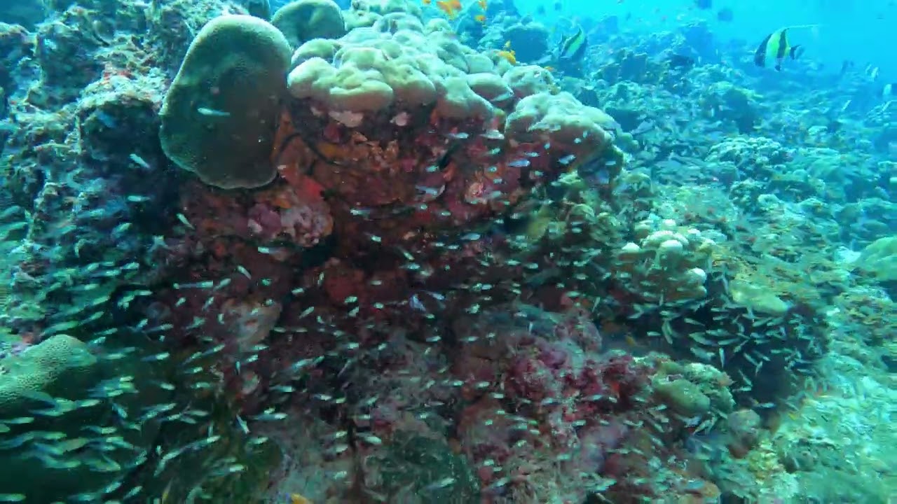 Campbell Shoal