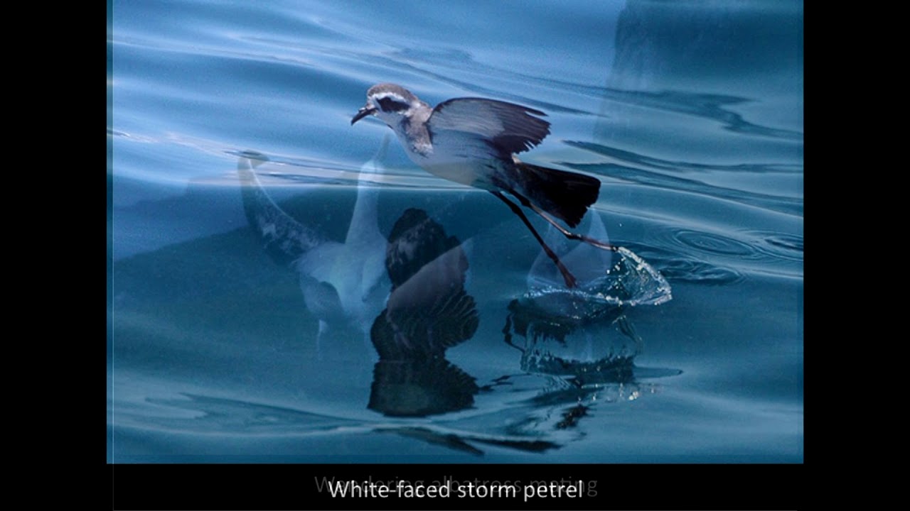 Procellariiformes - Albatross and Petrel