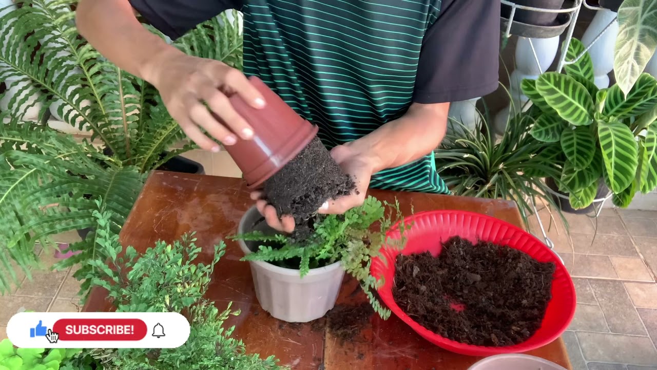Avencas: Como plantar