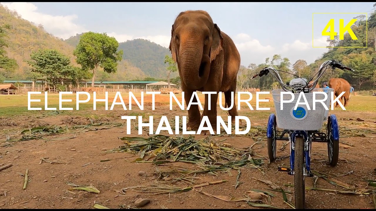 THAILAND | Elephant Nature Park Rehabilitation Center | HD