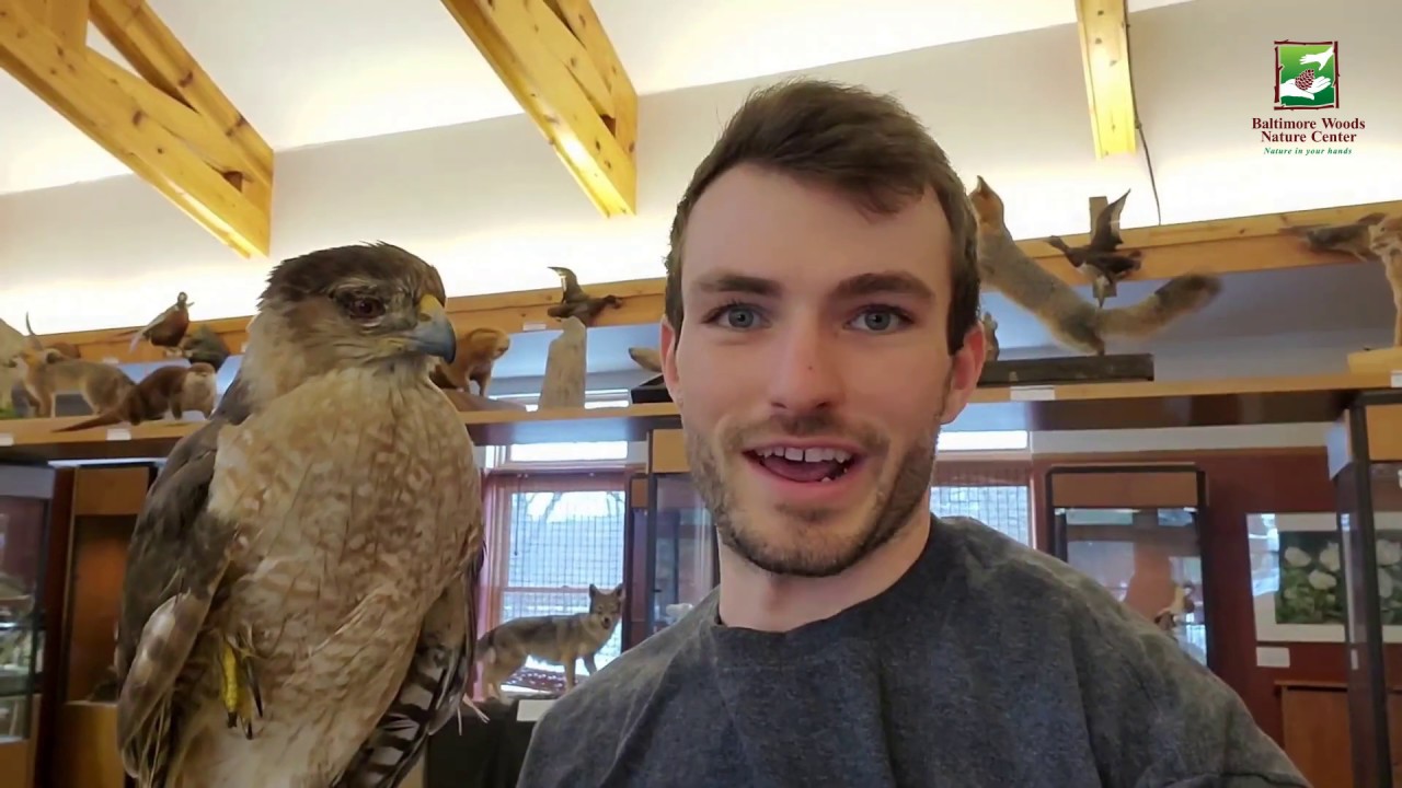 Animal of the Week: Cooper's Hawk