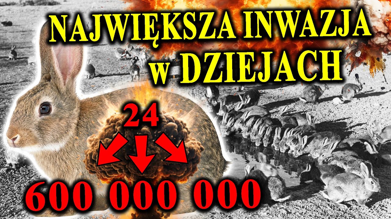 Eksplozja Liczebności - KRÓLIK Europejski - Zdobywca Australii