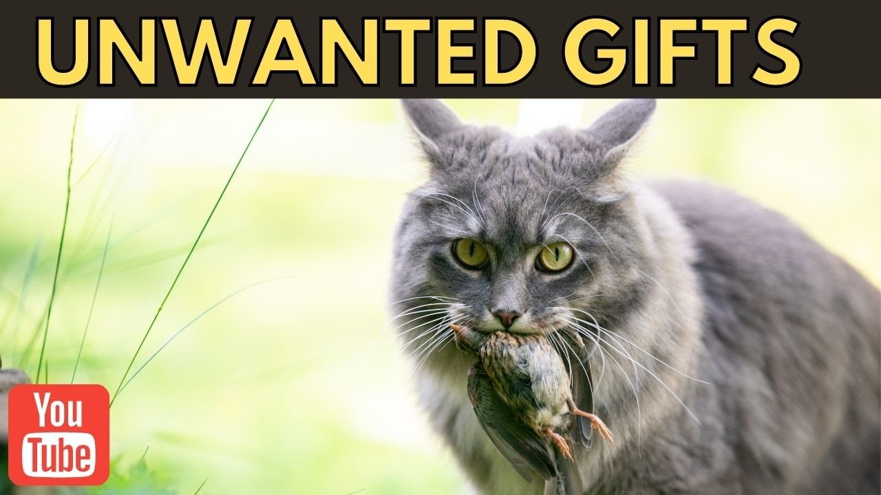 Why Your Cat Brings You Dead Animals | Cats Facts