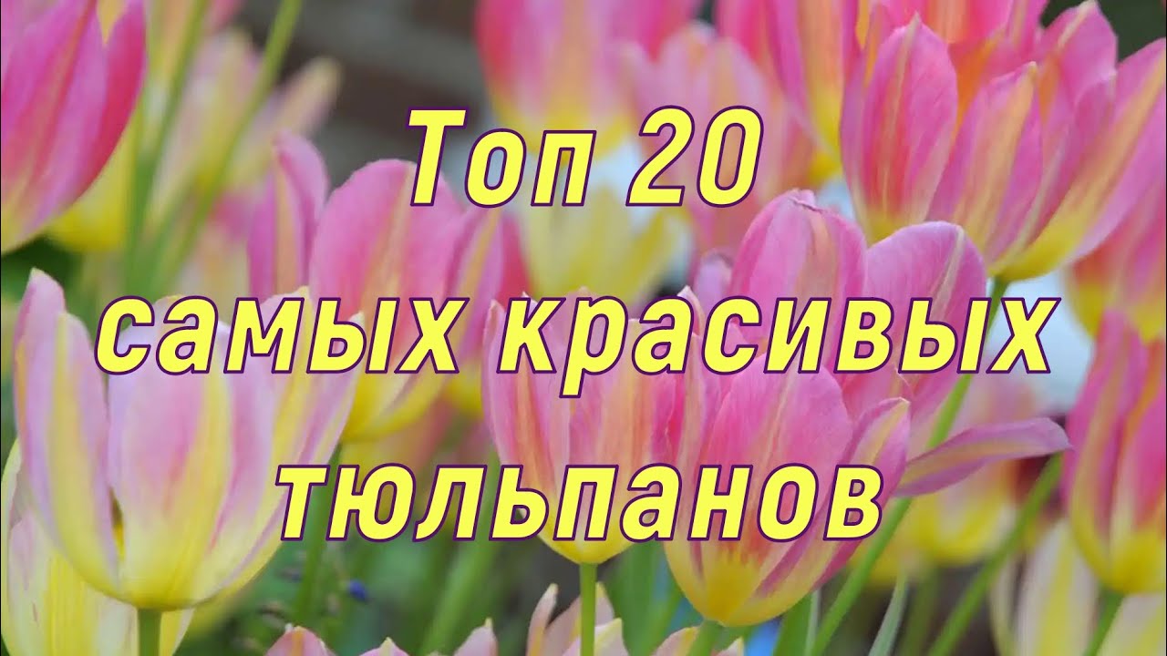Самые красивые тюльпаны. Топ-20.