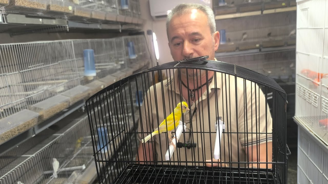 Selección de pájaros con domingo vega 