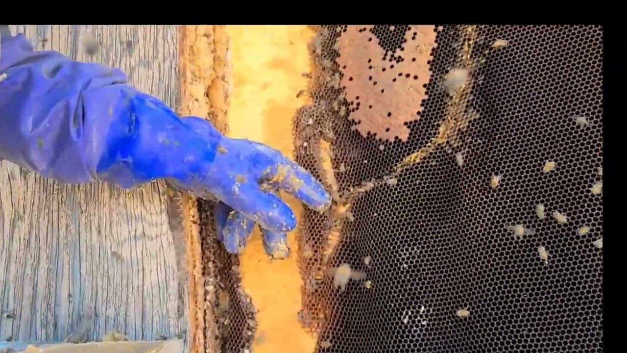 EXOTIC BIRDS AND KILLER BEE DON'T MIX!! PT 3!