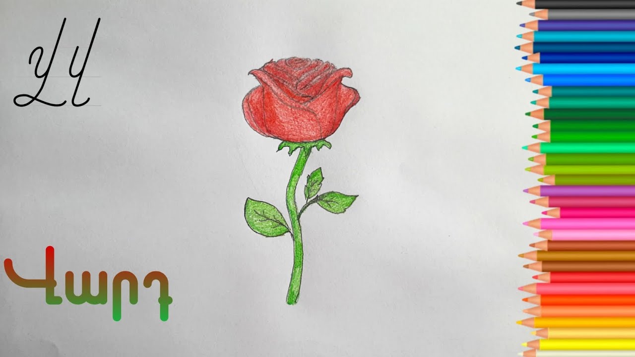 Վ տառ -  Վարդ։ Սովորենք տառերը հեշտ՝ նկարելով։ /Drawing Rose | armenian alphabet