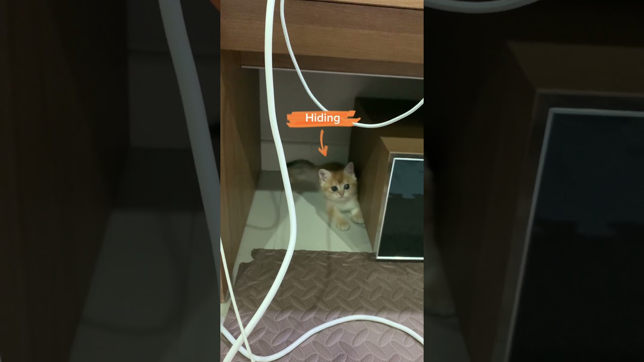 Day 1 - Kitten's first day at new home