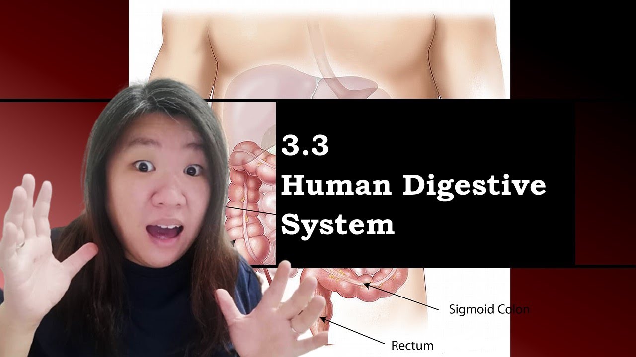 [DLP] [Science F2] Chapter 3.3 Human Digestive System #F2 #PT3 #KSSM