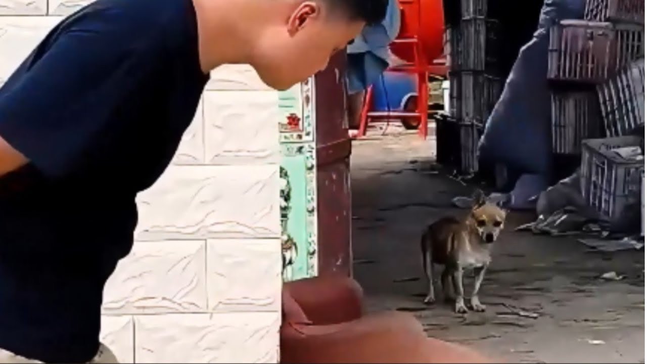 These Prank Moments Make Dogs Confused and Irresistibly Cute | Funny & Confused Puppies