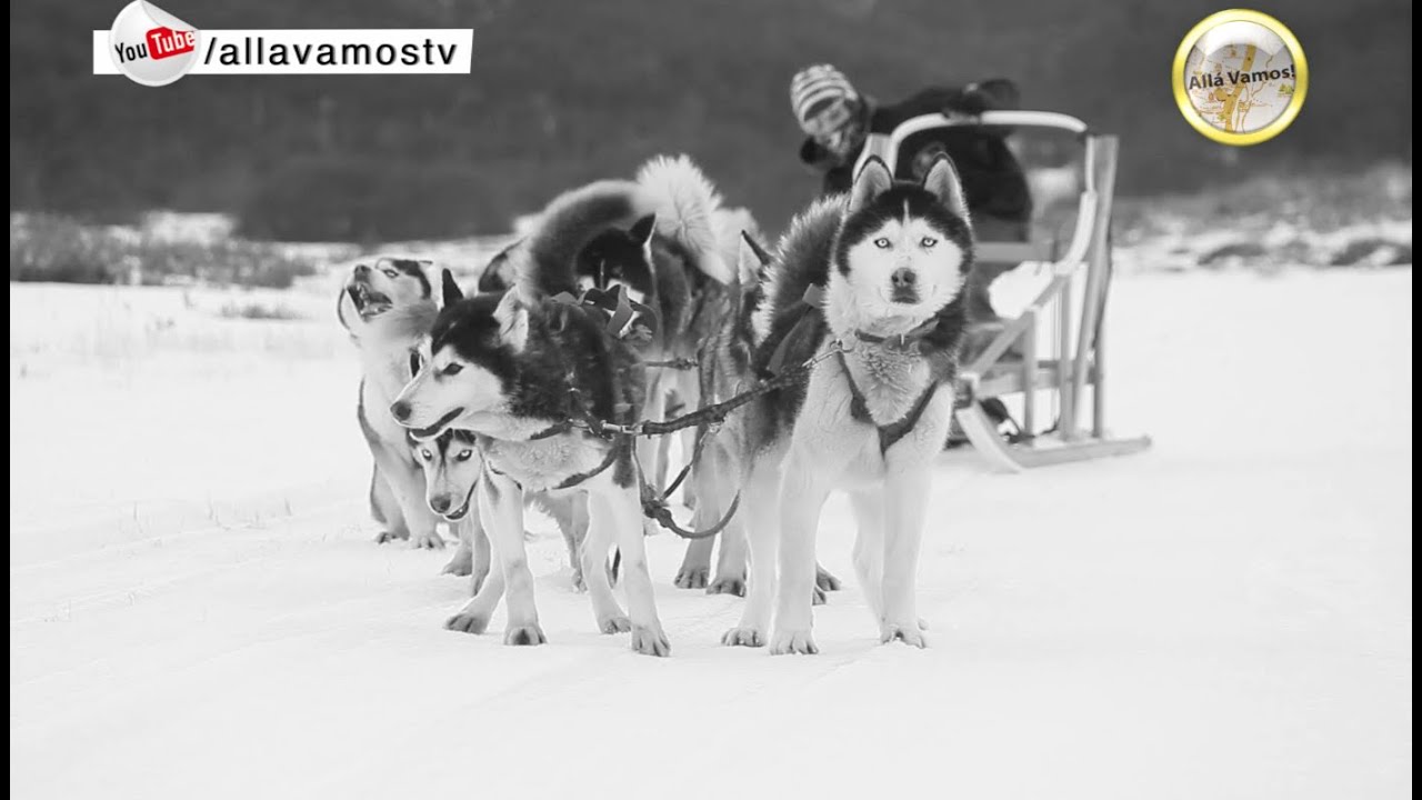 TRINEOS DE PERROS ❄️ USHUAIA · ANTARTIDA