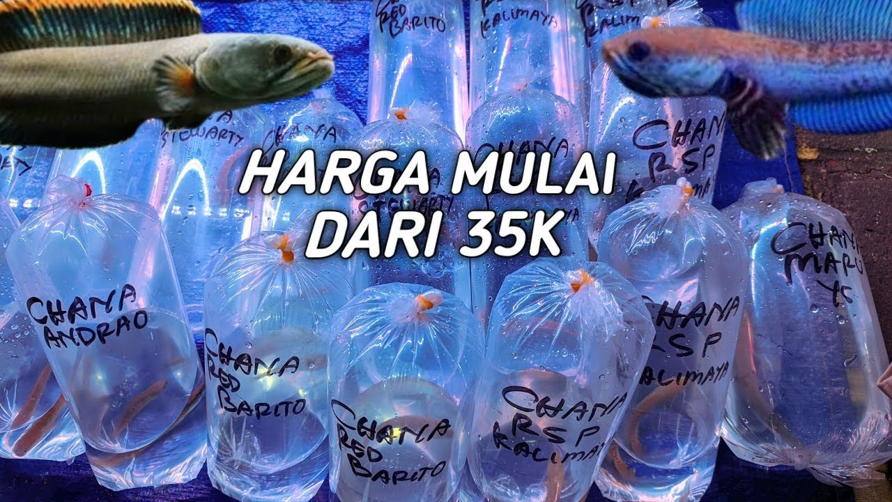 REVIEW IKAN CHANNA SERBA 30K STOK LAGI BANYAK PILIHAN. DI PASAR IKAN HIAS JATINEGARA 