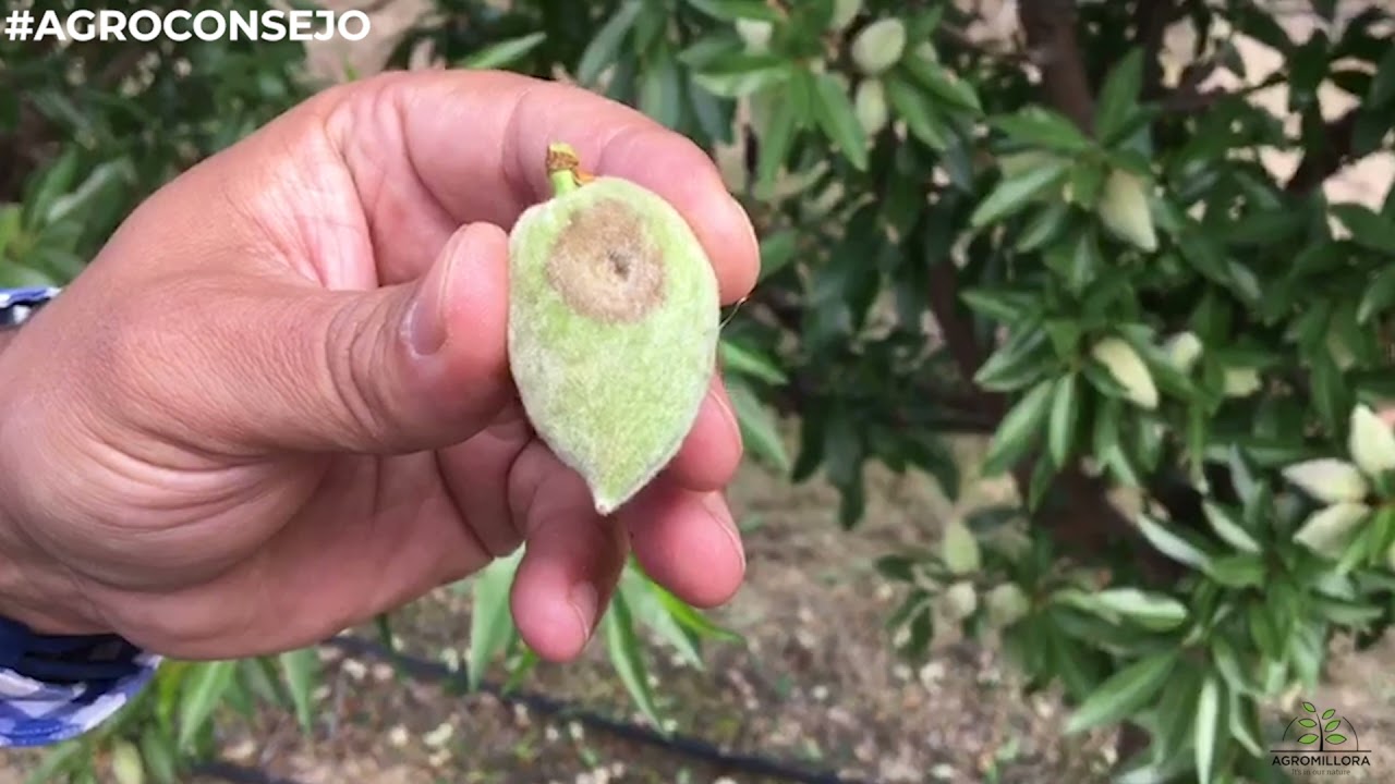 #AGROCONSEJO| Plantación #Almendro, Variedad #Avijor y #Soleta