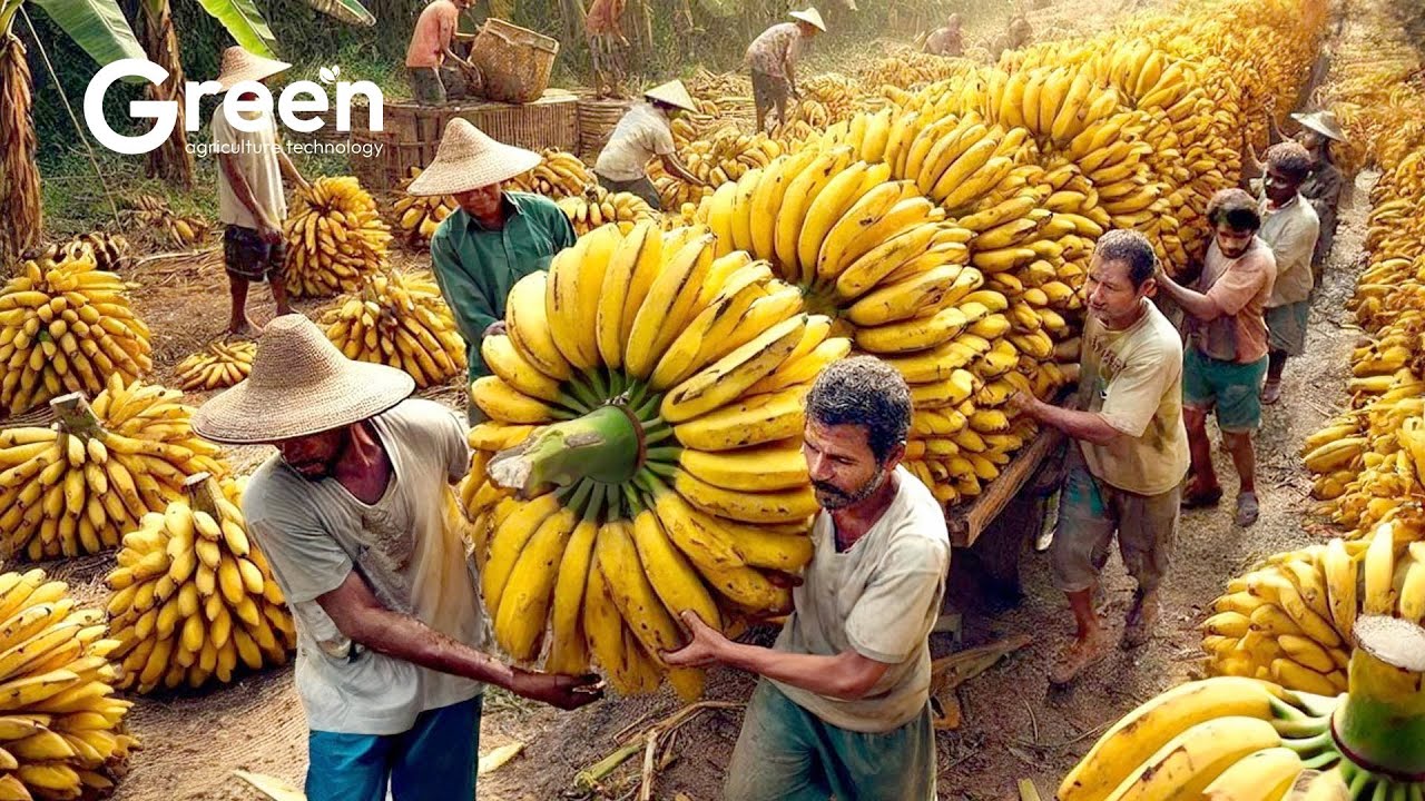 How Millions of Bananas Are Harvested and Processed | Banana Chips Factory🍌