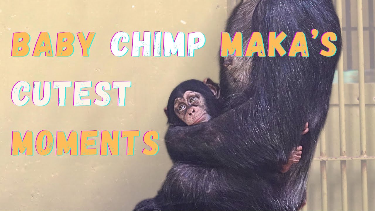Baby Chimp Maka's Cutest Moments