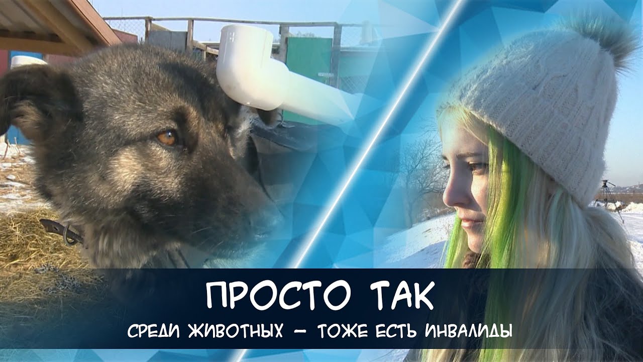 Я делаю инвалидные коляски для собак и кошек [Просто так]