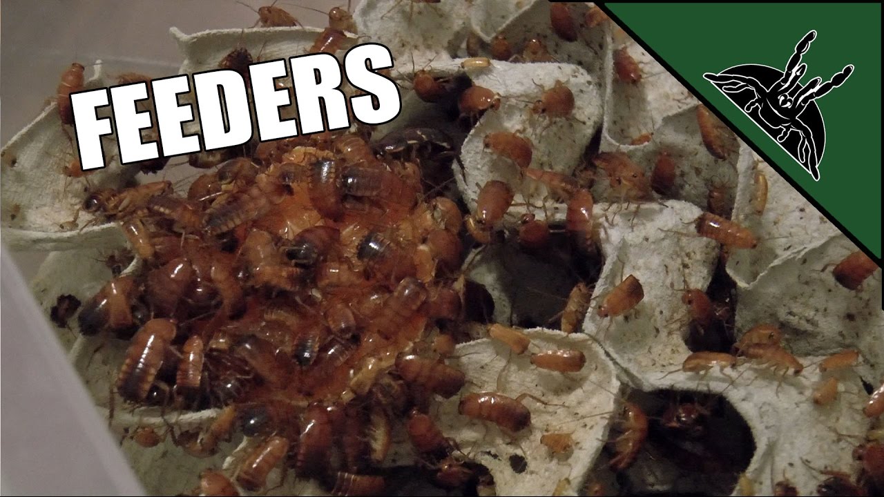The FEEDERS I use for my animals