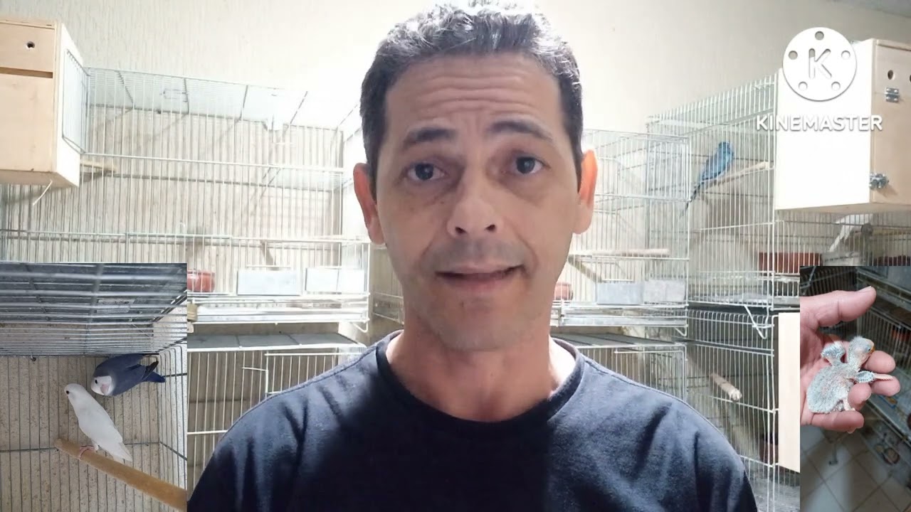 surpresa na criação de agapornis reprodução de agapornis mutação arlequim