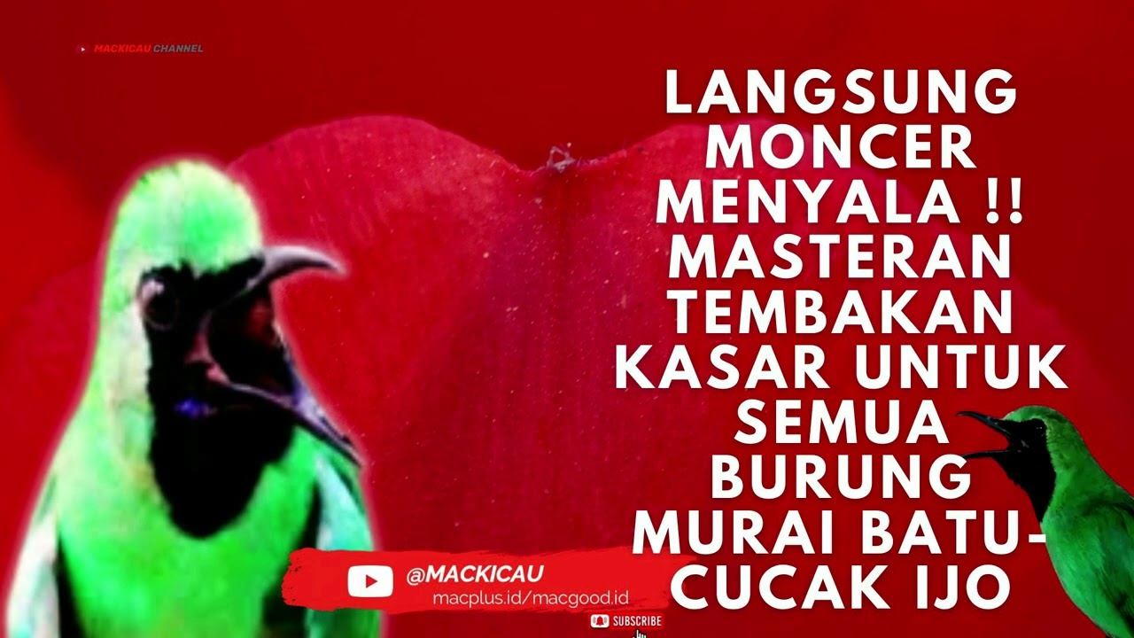 MASTERAN TEMBAKAN KASAR UNTUK SEMUA BURUNG CUCAK IJO   MURAI BATU
