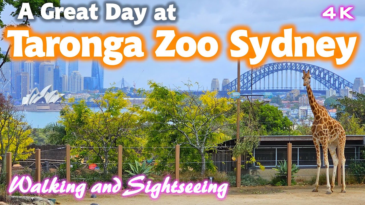 TARONGA ZOO SYDNEY AUSTRALIA | Day Tour Exploring Walking Sightseeing | 4K Travel | Wildlife Animals