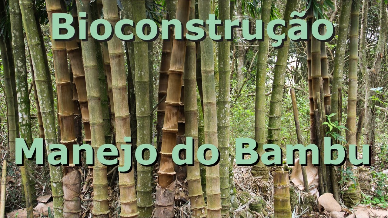 Bioconstrução - Manejo e escolha do bambu.