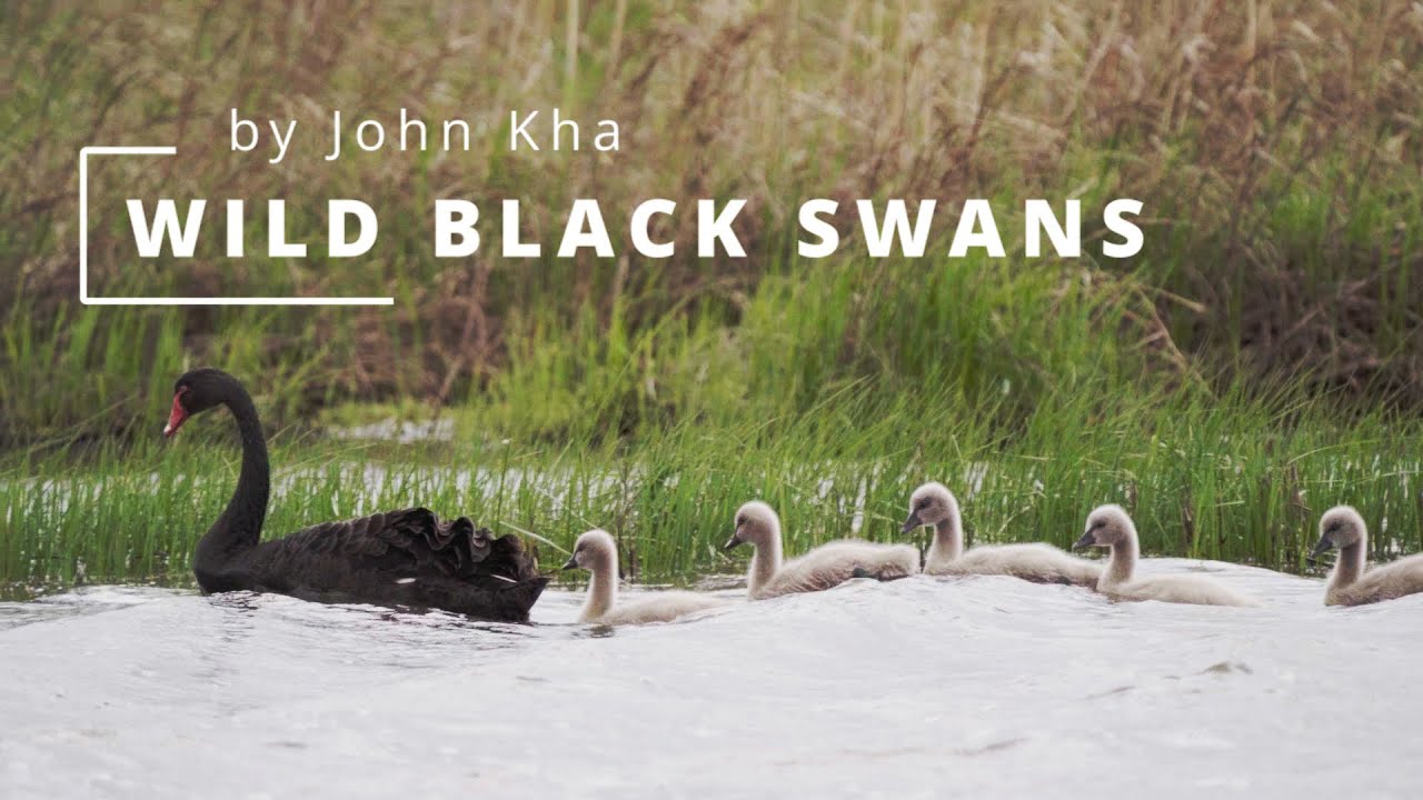 The life of Black Swans in the wild captured over 12 months