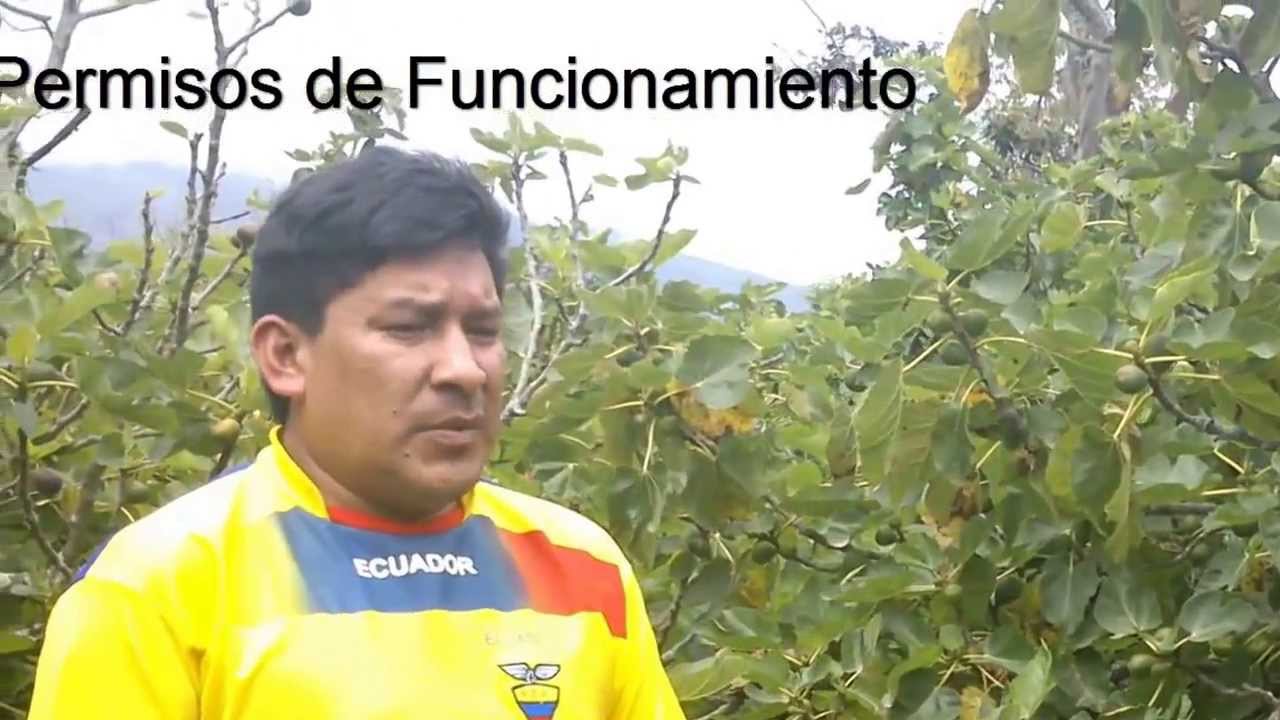 Produccion de Higos