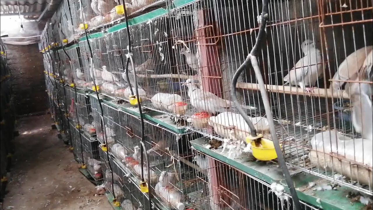 Mô hình nuôi chim cu gáy sinh sản hiệu quả ở Bắc Giang #chimcanh