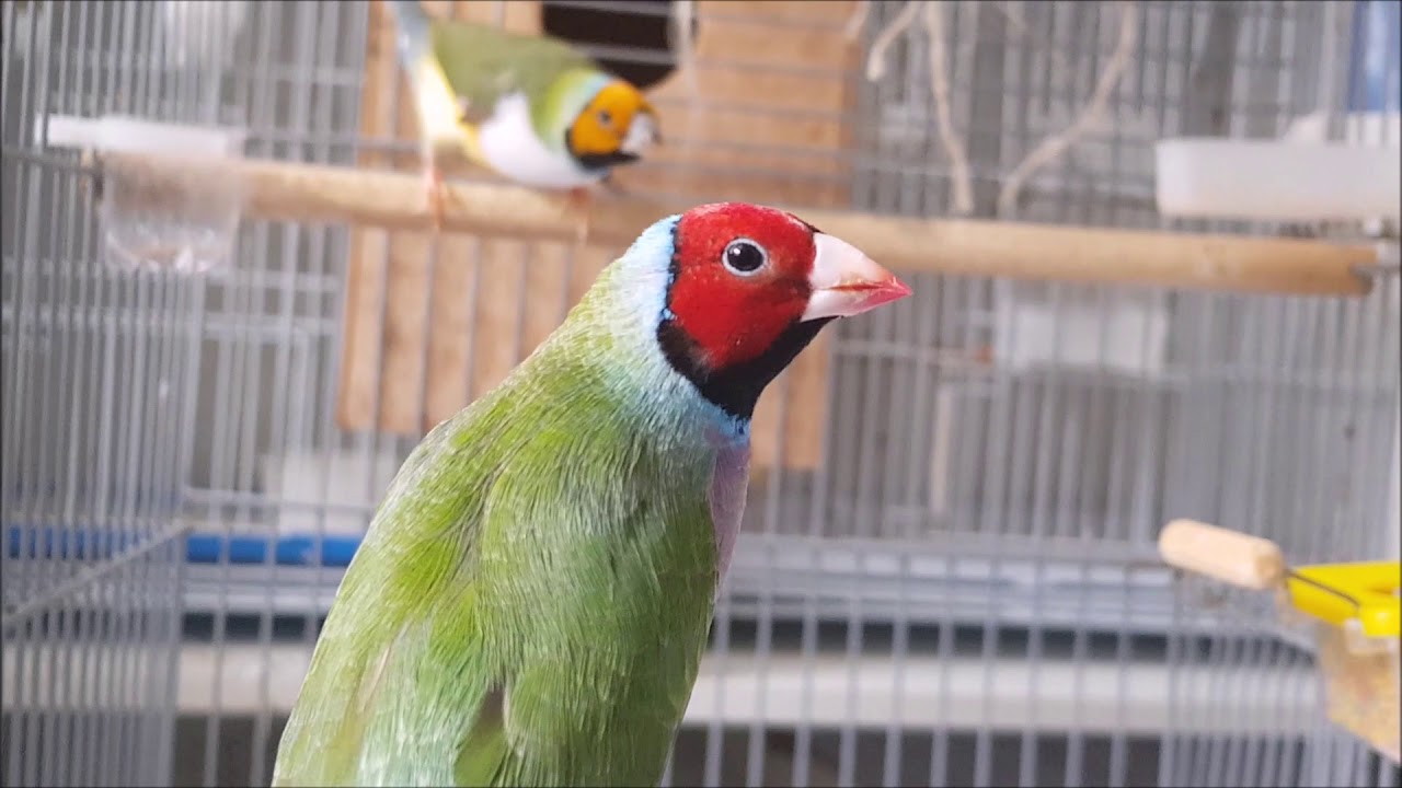 MEUS PÁSSAROS EXÓTICOS, DIAMANTES GOULD