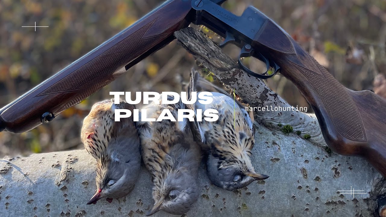 Caccia alle cesene e non solo...-Hunting for Fieldfares
