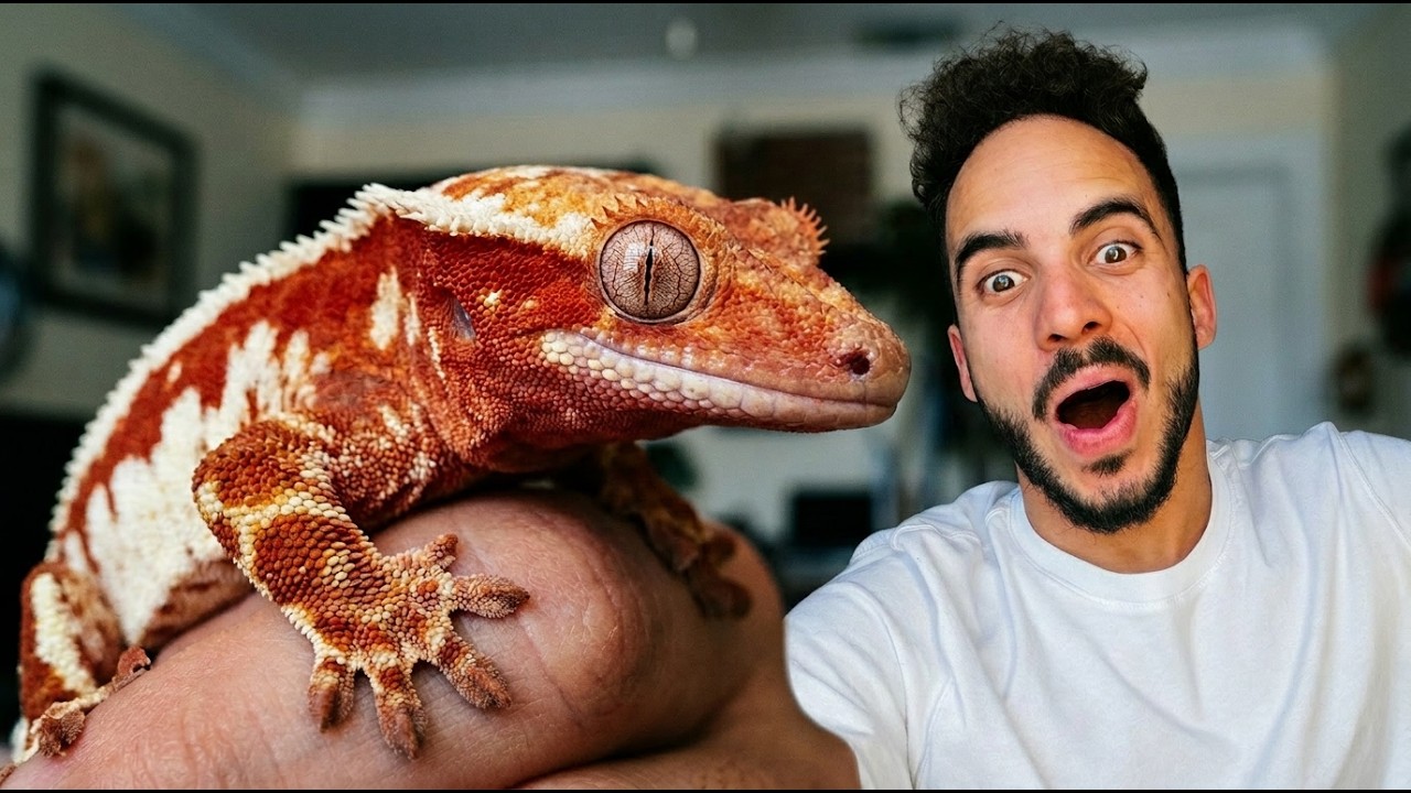 Как вырастить высококачественных белохохлых гекконов породы Лилли