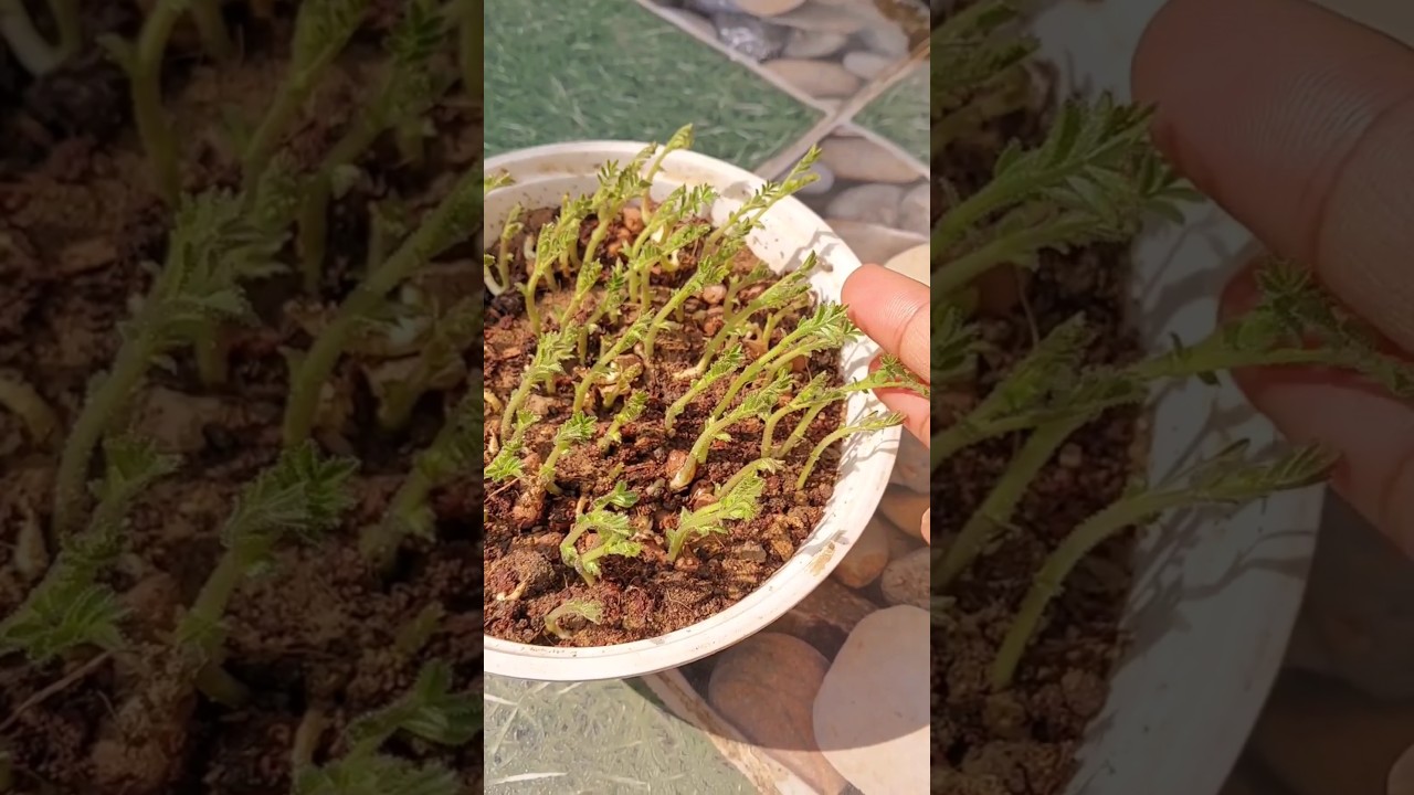 😱 Easy way to grow Chana saag 🌿 at home 🏡 #organicgardening #chanasaag #ytshort