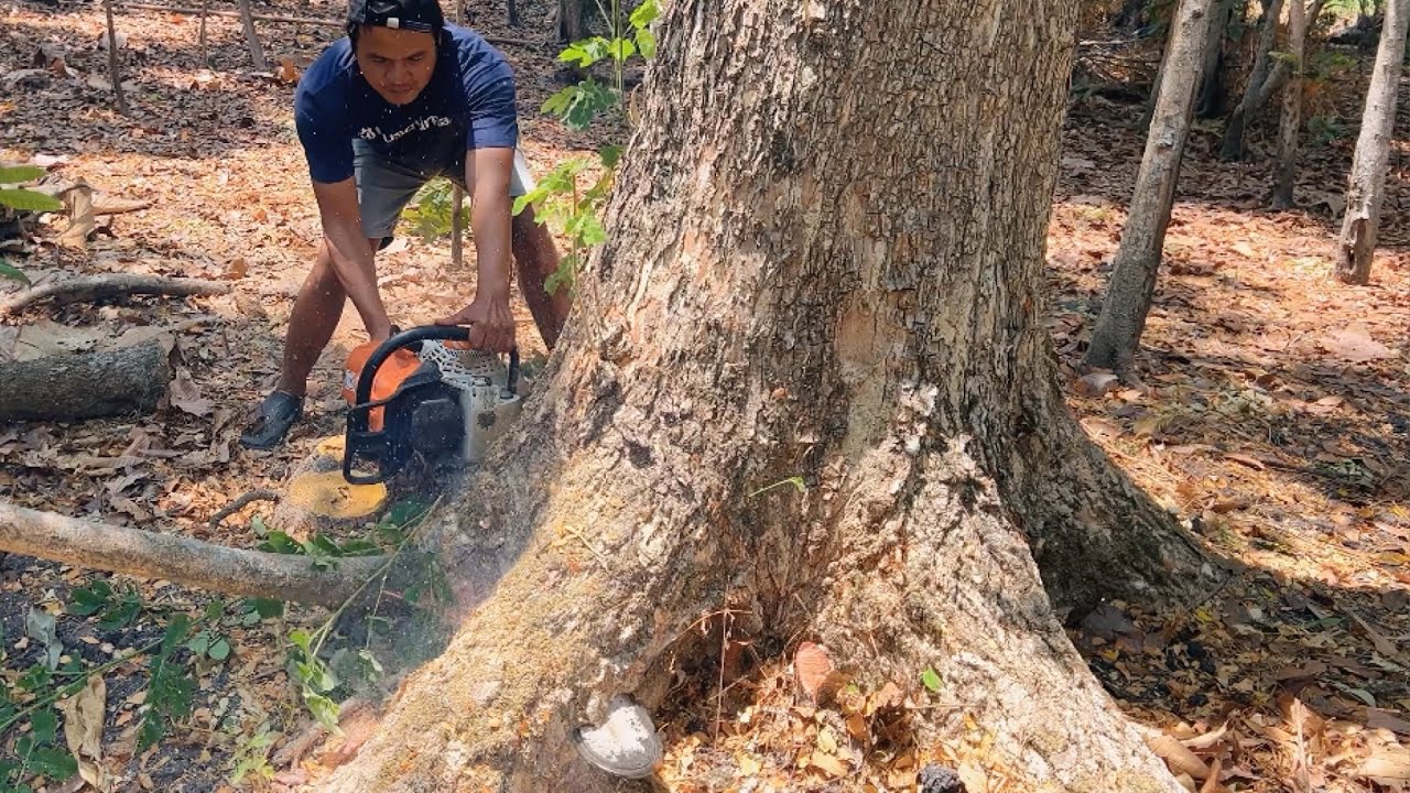 The first tree is too hard, the second tree is too easy!! Stihl ms881 & Husqvarna 395xp.