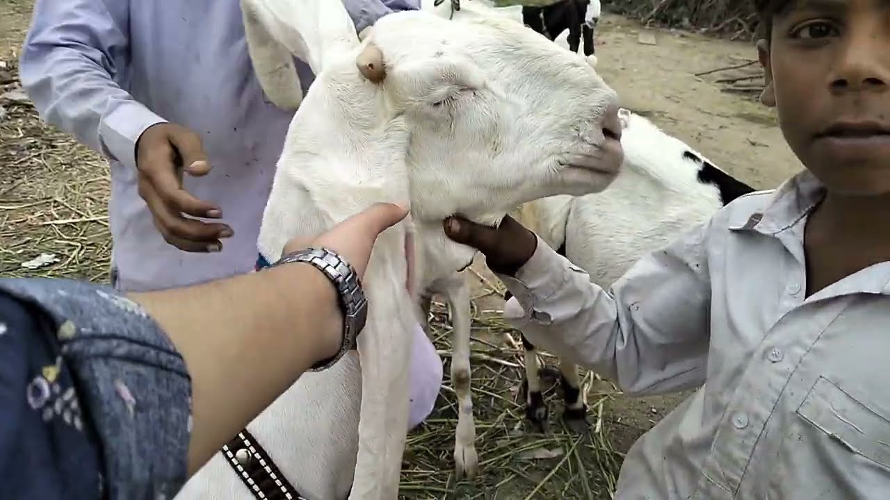 Special offer 😍65k me 2 bachon K sath lejao🔥 Gulabi Bakrii | Lalukhait Bakra mandi latest update