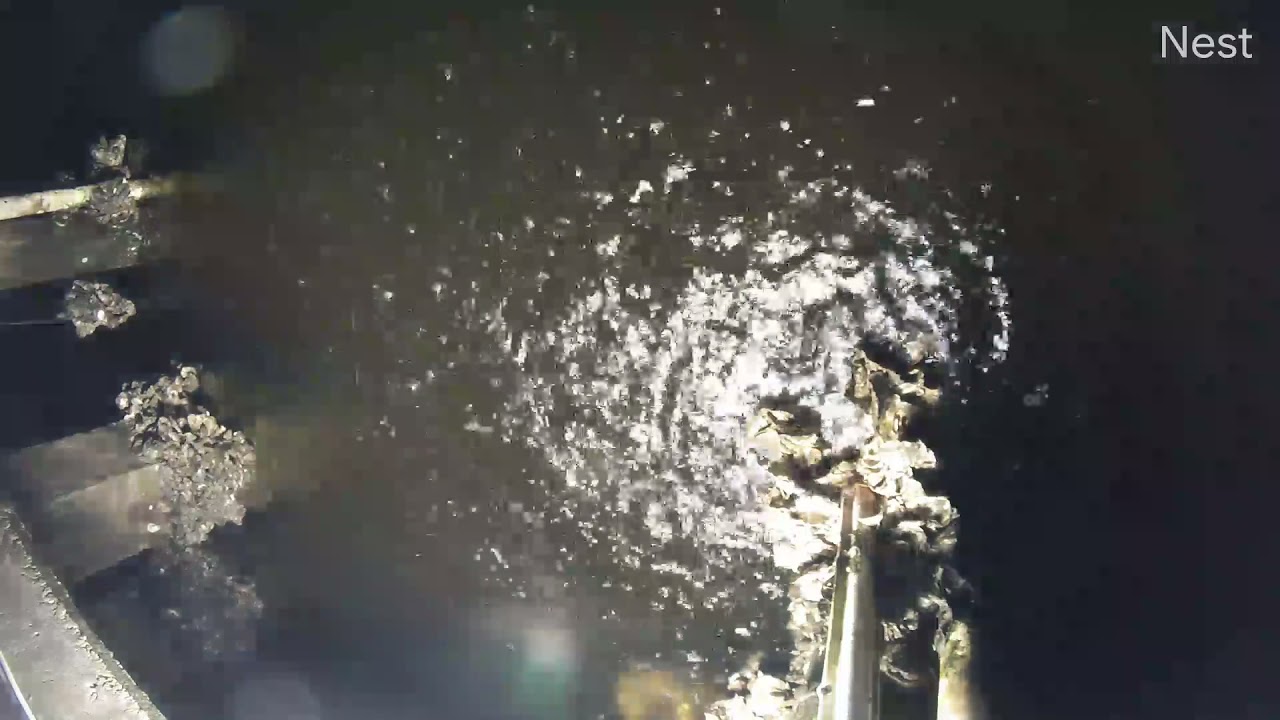 Snook Makes Bait Ball Explode