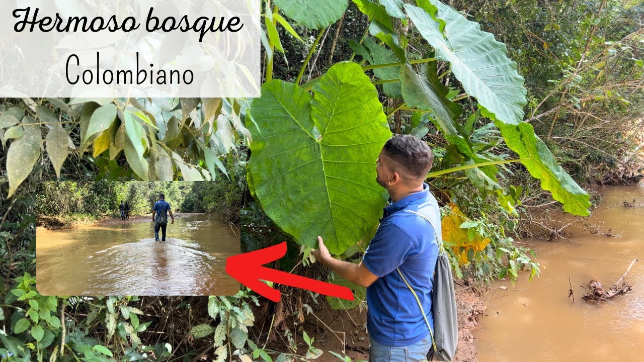 Visitando HERMOSO BOSQUE tropical seco colombiano | las plantas en su hábitat
