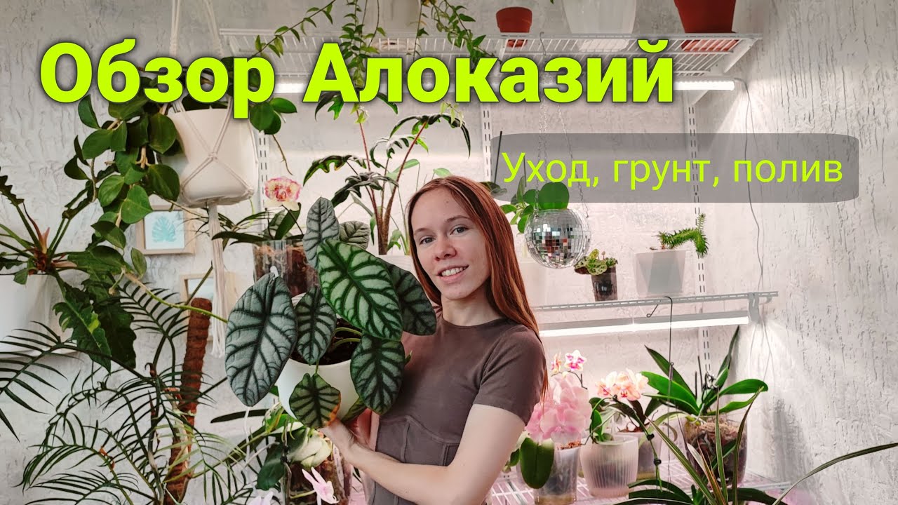 БОЛЬШОЙ обзор АЛОКАЗИЙ | Уход, грунт, секреты качественного роста