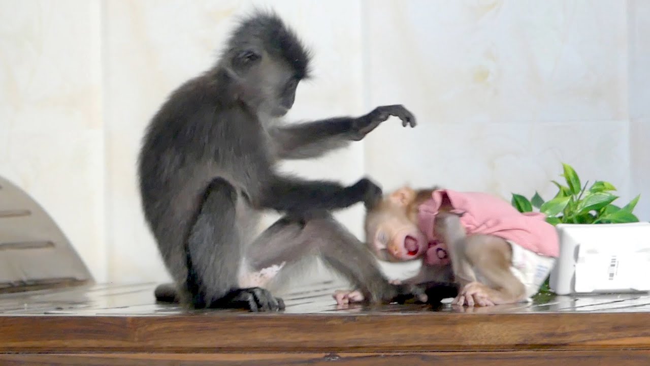 Oh No! Monkey Miki Doing to Alan?